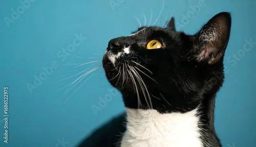 Fototapeta Curious tuxedo cat looking up