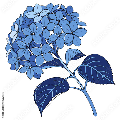 hydrangea glory blue on white background 