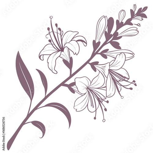 hebe delicate flower on white background 