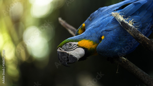 Photography blue and yellow macaw close up portrait