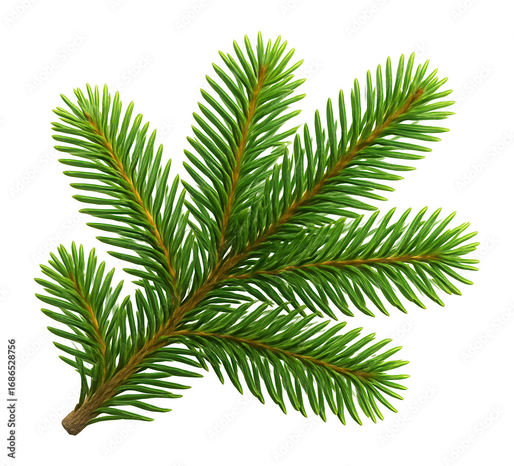 Fototapeta premium Fir branch with dense green needles