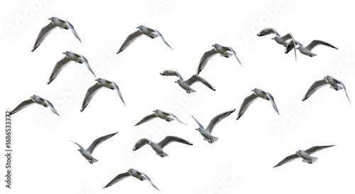 Photography Isolated Flock of Seagulls Flying