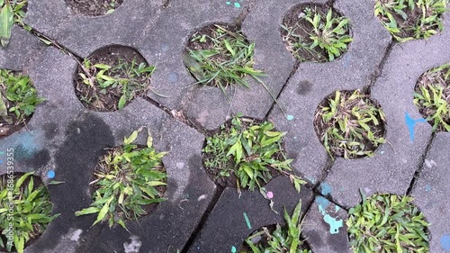 Pattern of hexagonal paving blocks with small grass growing between gaps, top view.