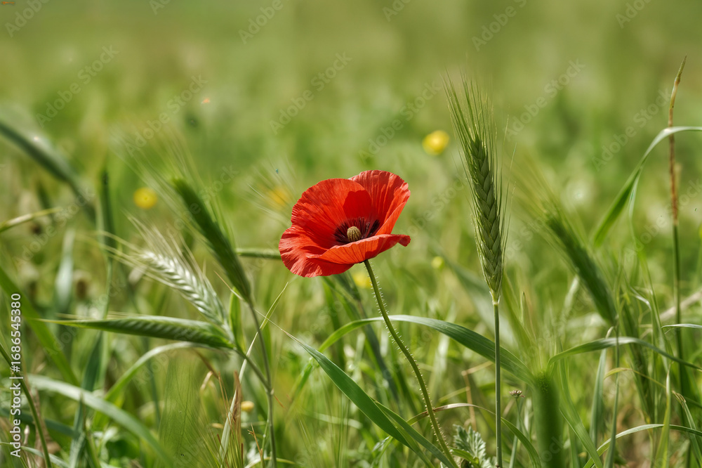 Obraz premium red flower on the green field concept concepto de flor roja sobre campo verde concept de fleur rouge sur fond vert gelincik çiçeği