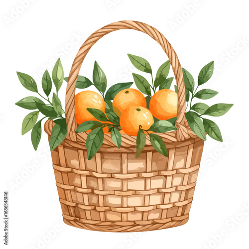 Watercolor Basket of Oranges with Green Leaves Illustration.
