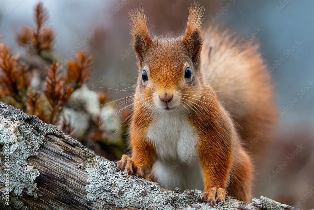 Fototapeta premium red squirrel scotland , action wildlife, sciurus vulgaris, animal