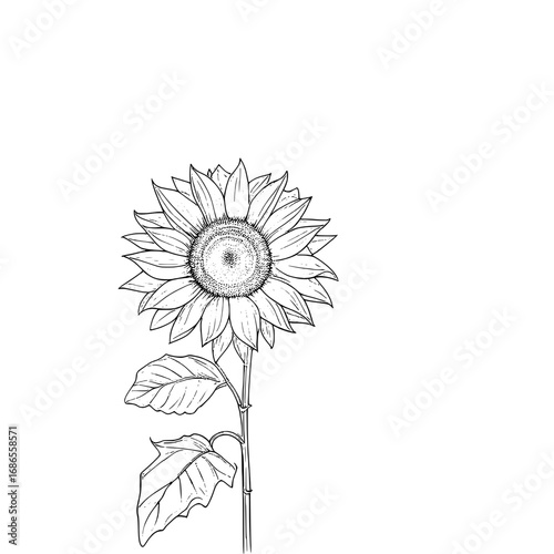 A detailed black and white line art illustration of a single sunflower with its stem and leaves on a plain white background.