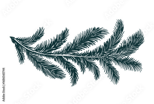 A black fir branch on a white background hand drawn