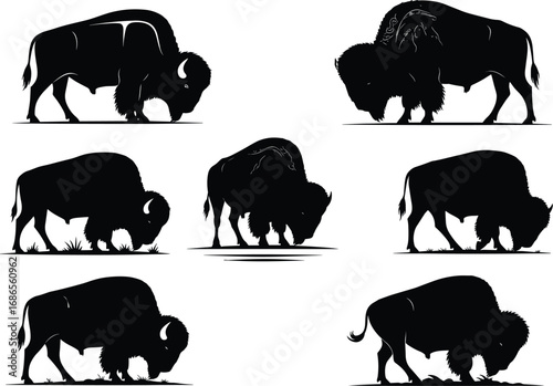 Bison silhouette set, grazing and standing poses, North American wildlife vector for nature, anatomy, design, and educational reference