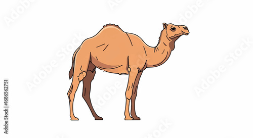 Dromedary Camel Standing Isolated White Background.