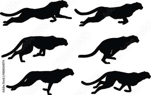Cheetah silhouette set, dynamic running poses in stride sequence, wild animal vector for speed, anatomy, motion, and design reference