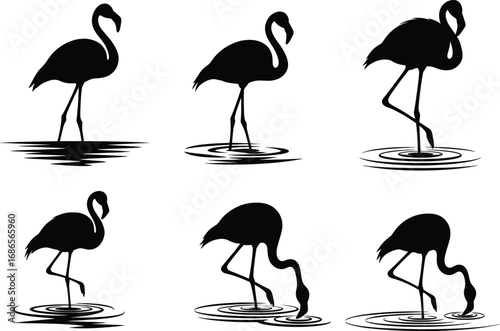 Flamingo silhouette set, standing and feeding in water, elegant bird vector for nature, anatomy, behavior, and design reference