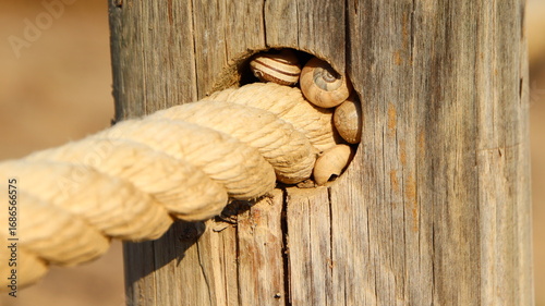 foto tomada en el delta del ebro junto a la Ampolla, refugio, caracoles, apiñados, cuerda con poste, fondo pantalla, fondo escritorio
