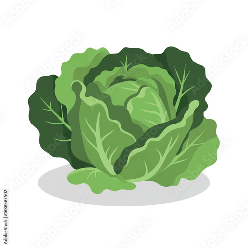 Fresh Green Cabbage Vegetable Illustration.