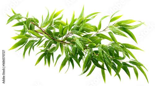 bamboo leaf plant cluster isolated on white