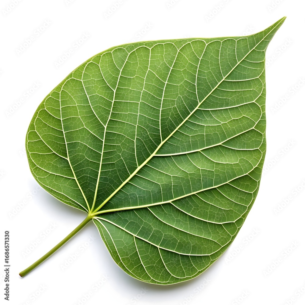 Obraz premium Cucumber Tree Leaf Lush Green Botanical Beauty with Broad Oval Shape and Prominent Veined Texture Captured in Crisp Brilliant Detail on a Pure White Background