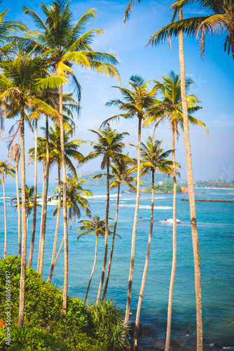 Tropical palm trees on sunny ocean coast with blue water and scenic island view in Sri Lanka