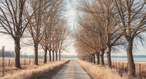 An Autumnal Road, Trees in Silhouette and Soft Light, Rural Landscape Journey.