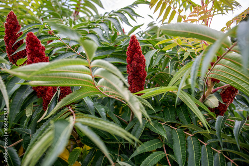 Detailed view of staghorn sumac showing bright red conical fruit clusters surrounded by lush green pinnate leaves in nature
