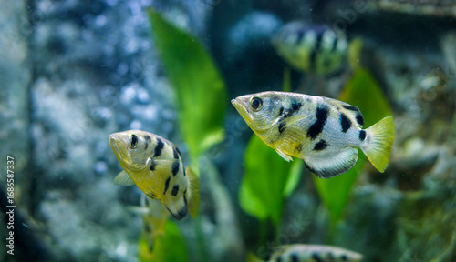 Particular Siamese Archerfish Swimming in Clear Aquarium Water. Toxotes siamensis with striking black bands and yellow fins swims gracefully in aquatic environment, with plants,bubbles in background.