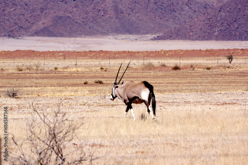 Εκτύπωση καμβά oryx en namibie