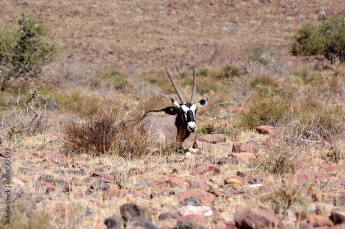 Canvas Print oryx couché en Namibie