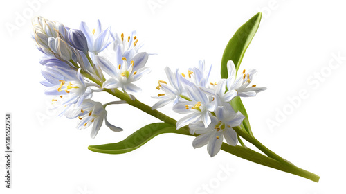 HD realistic alpine spring squill flower isolated on white png
