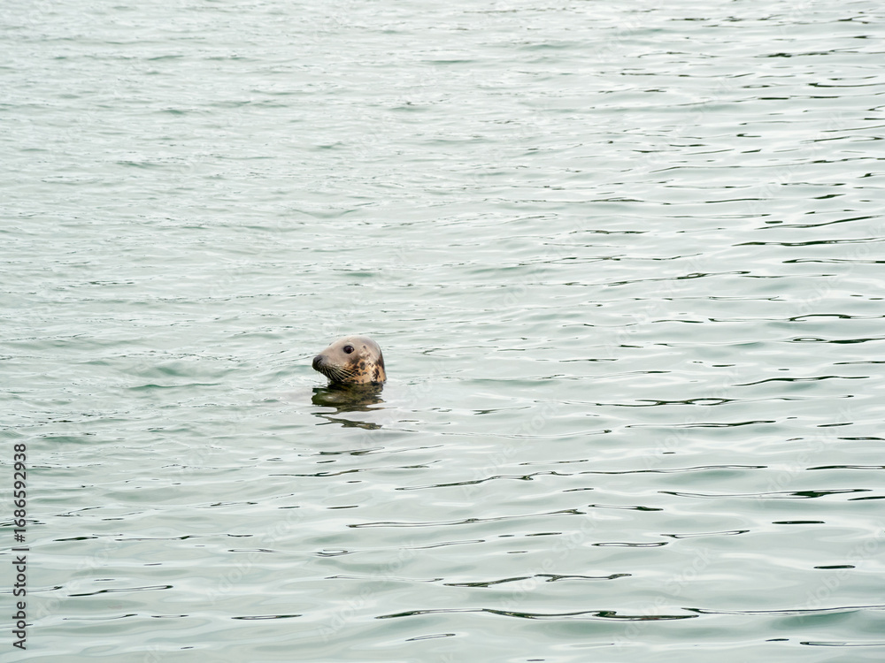 Fototapeta premium Grey seal. Halichoerus grypus in Ireland.