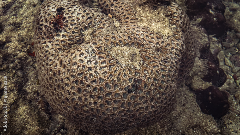 Fototapeta premium A large coral growing on the bottom of a tropical sea, with a characteristic patterned structure of polyps.