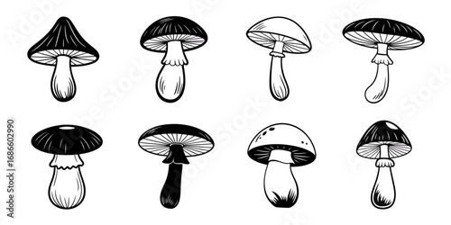 Diverse Collection of Hand-Drawn Black and White Mushroom Illustrations