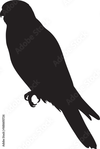 Kestrel bird of prey silhouette with its distinctive beak and strong talons, a predatory hunter showcasing freedom and natural wildlife in flight or resting