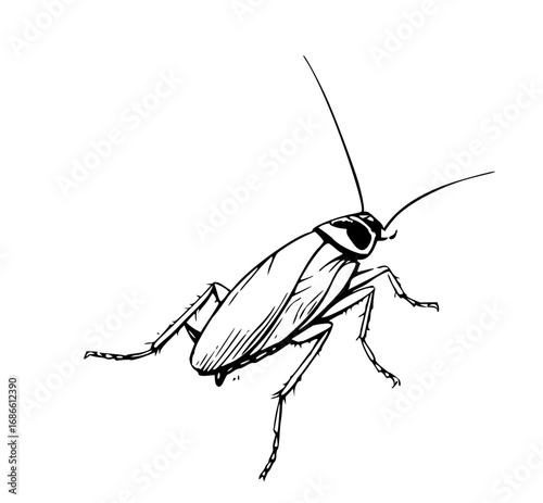 Creepy cockroach sketch drawing for pest control visuals and educational materials about insects and bugs