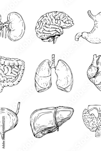 Detailed anatomical sketch showing human organs for medical study in educational resources, vector origin