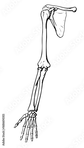 Human Arm Skeleton Anatomy