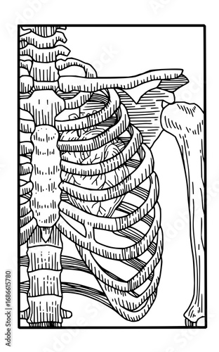 Detailed illustration of human rib cage and shoulder bone, perfect for medical or educational use
