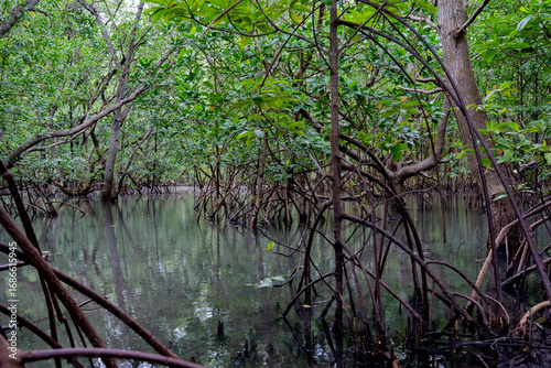 mangrove tree roots that grow above sea water. Mangroves function as plants