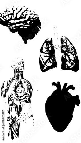 Human anatomy icons featuring brain, lungs, torso with circulatory system, and heart for medical concepts