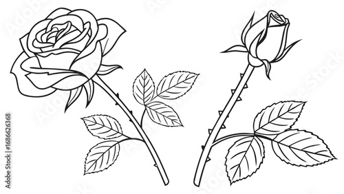 Two beautiful rose flowers one open and one bud with leaves and thorns.