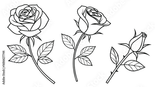 Black and white line art of three roses, detailed illustration of rose flower, stem, leaves, and bud, botanical drawing, floral design, elegant and delicate ros