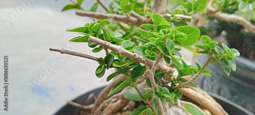 Sancang bonsai plants planted in plastic pots 