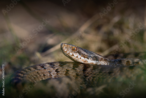 Wallpaper Mural closeup of an european adder Torontodigital.ca