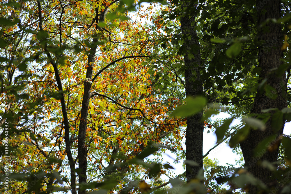 Obraz premium Fall Colors 2025