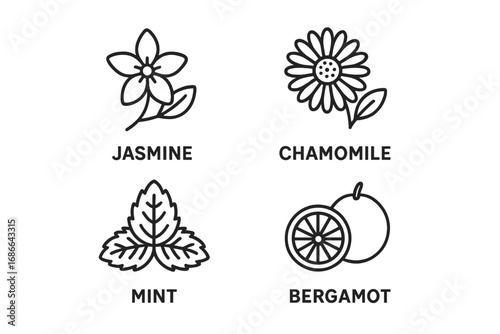 Outline Tea Flavors Icons Set with Jasmine Blossom, Chamomile Flower, Mint Leaf, Bergamot Citrus, Herbal Infusions and Aromatic Tea Ingredients Vector Cartoon Illustration