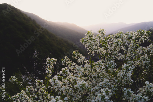 flowers in the mountains