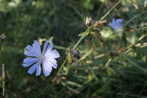 Light Blue Wildflower Blooming in Grass