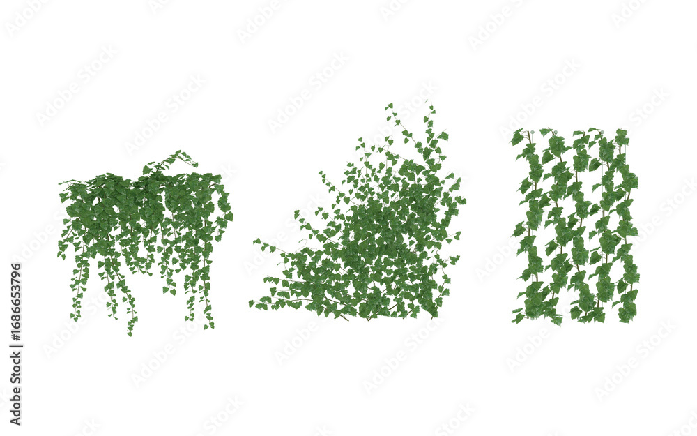 Fototapeta premium English Ivy Glacier Climbing Aid green isolated background Hanging Ivy Plants with Transparent Background, Vines Bush and Trailing Plant Arrangements 3D render
