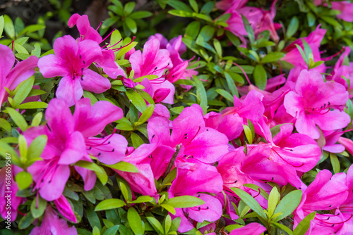 Close-Up of Pink Azalea Flowers in Full Bloom