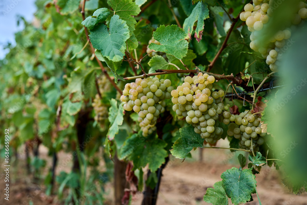 custom made wallpaper toronto digitalRipe green grape in vineyard growing natural. Green grape on the vine in garden