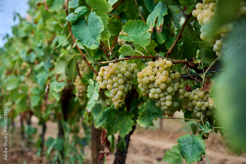 Wallpaper Mural Ripe green grape in vineyard growing natural. Green grape on the vine in garden Torontodigital.ca