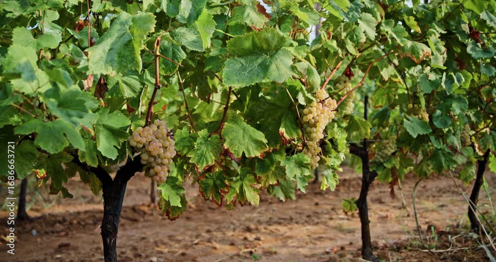 custom made wallpaper toronto digitalRipe green grape Pansa Blanca in vineyard growing natural. Green grape on the vine in garden
